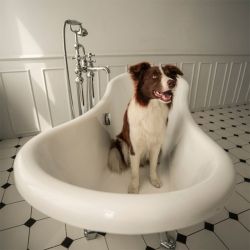 Should you be bathing your dog in the bathtub?