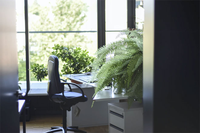 A fern plant in a home office