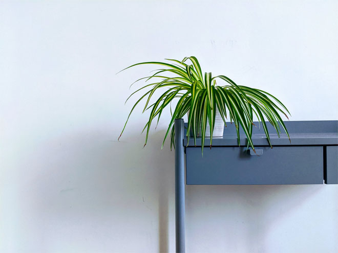 A spider plant on a chest of drawers